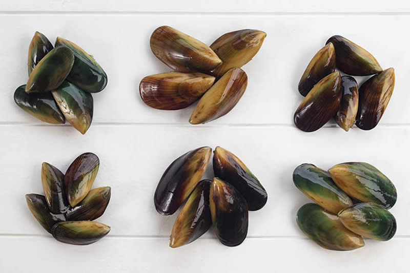 Mussel Family